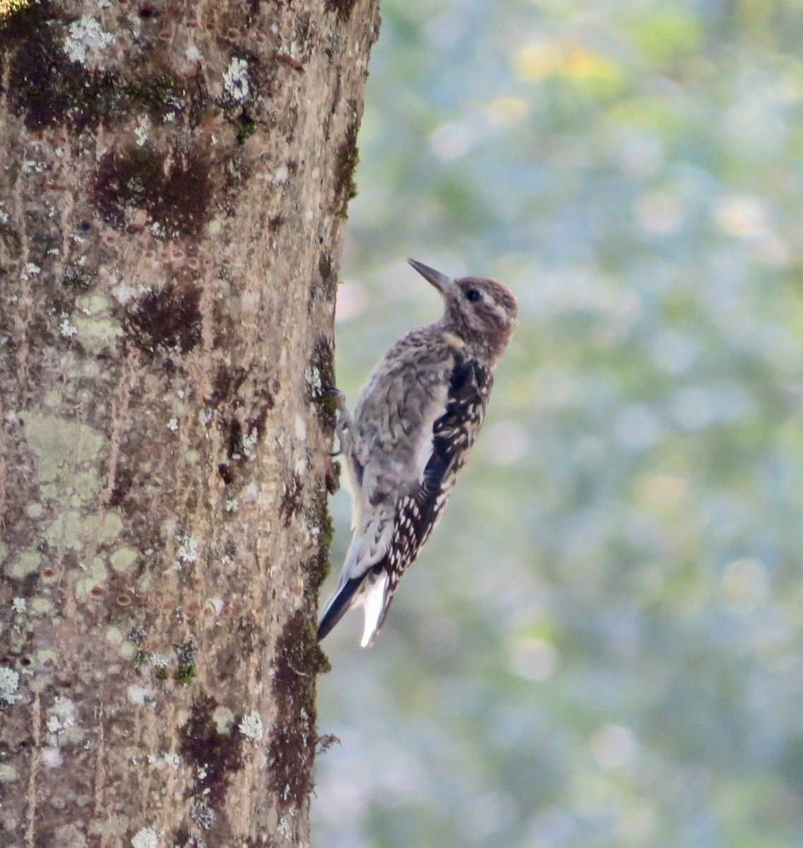 Yellow-bellied Sapsucker - ML623346584