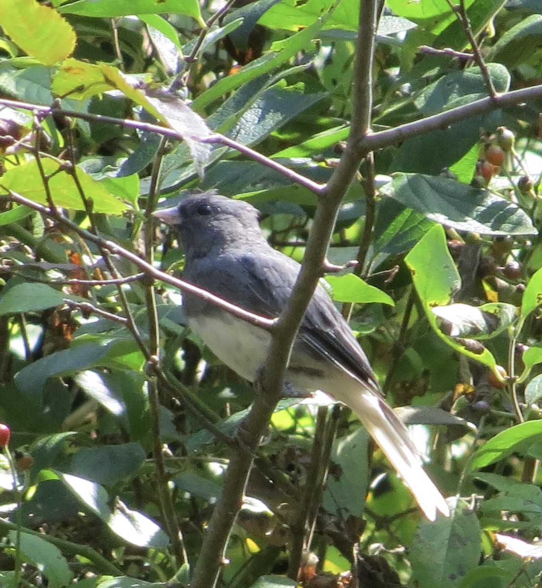 Dark-eyed Junco - ML623346607