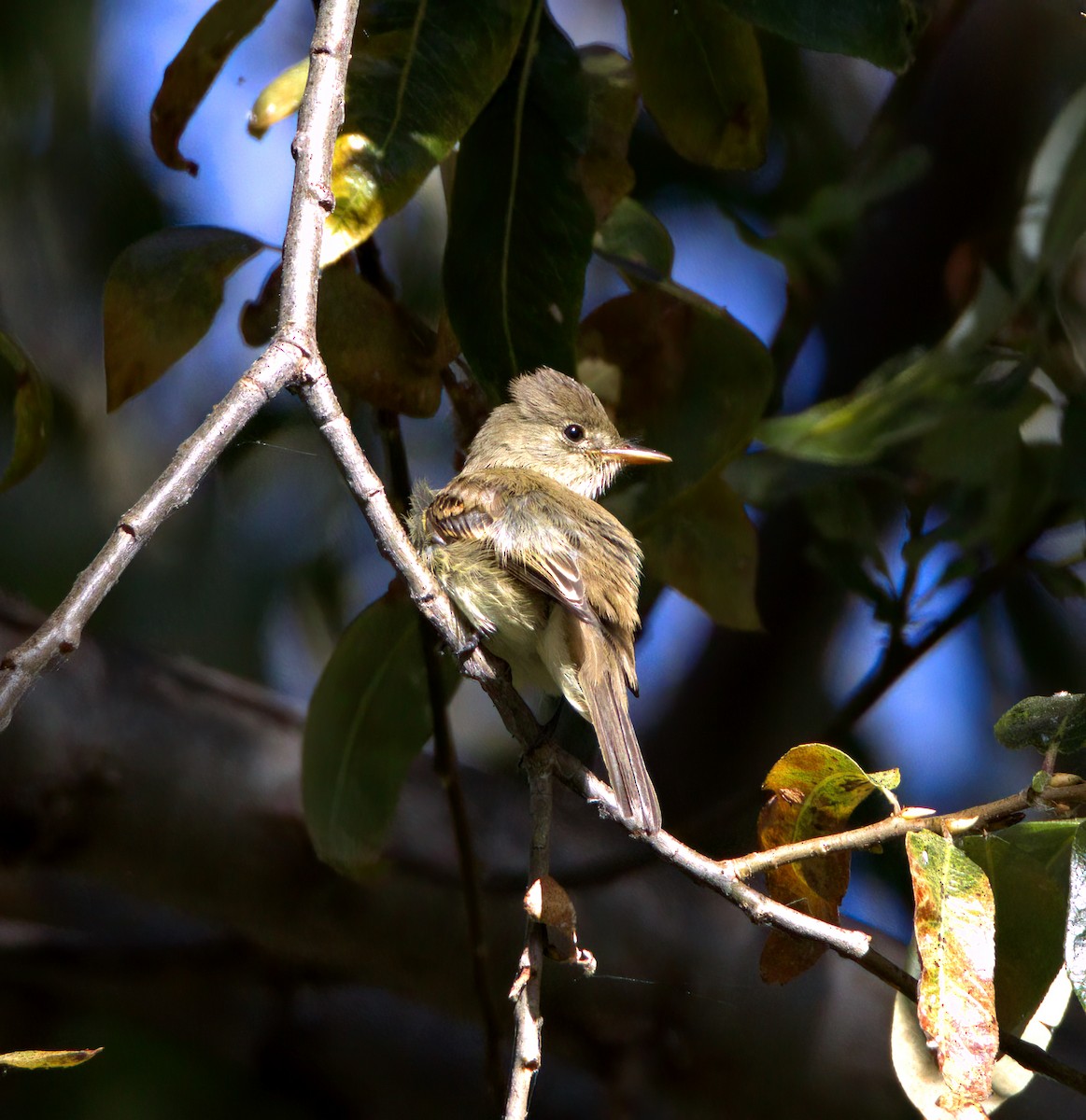 Willow Flycatcher - ML623346621