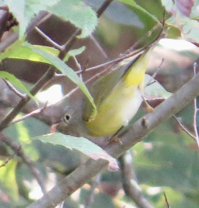 Nashville Warbler - ML623346636