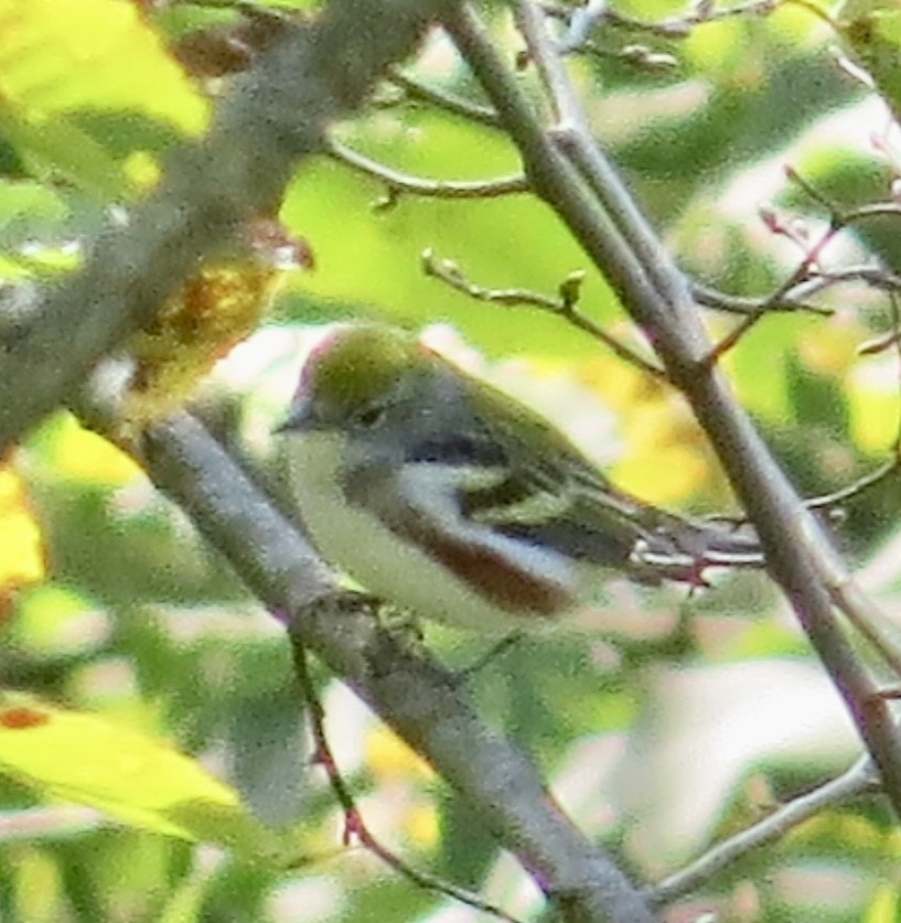 Chestnut-sided Warbler - ML623346645