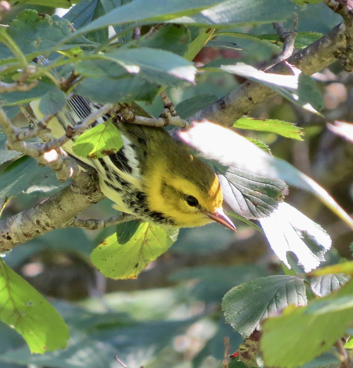 Black-throated Green Warbler - ML623346661