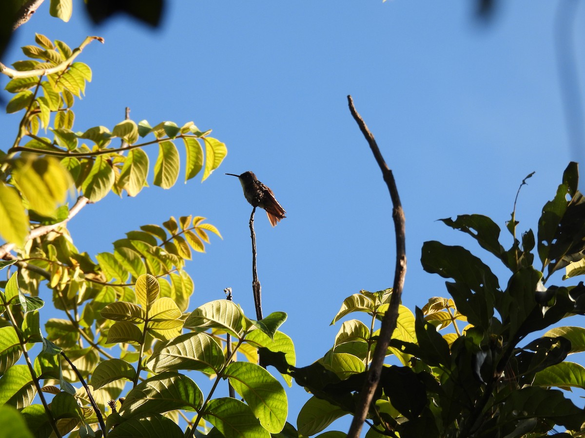 Azure-crowned Hummingbird - ML623346667