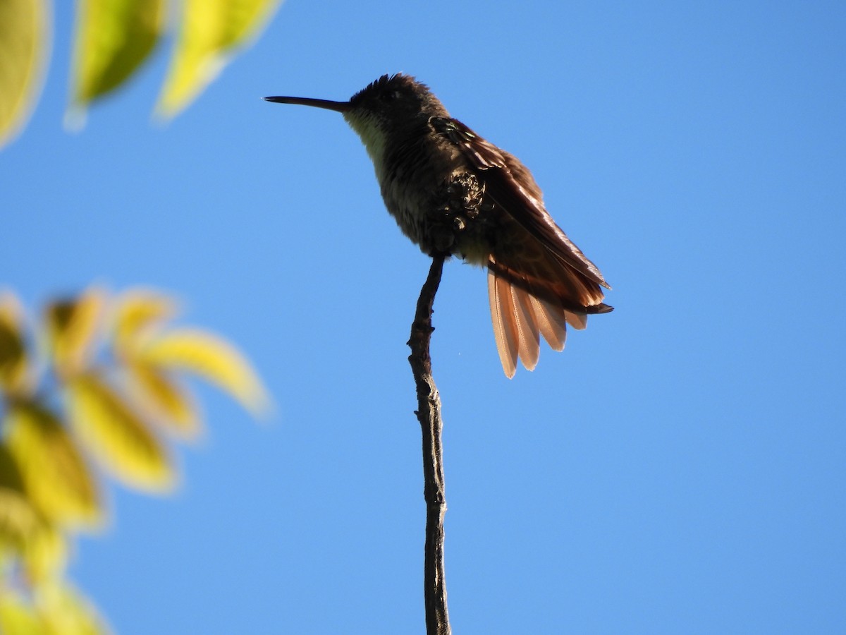 Azure-crowned Hummingbird - ML623346668