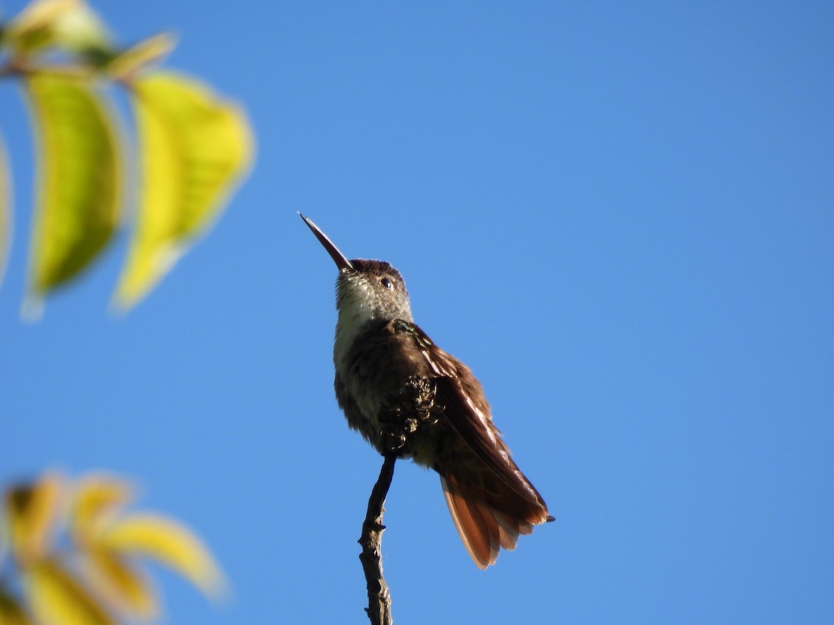 Azure-crowned Hummingbird - ML623346669