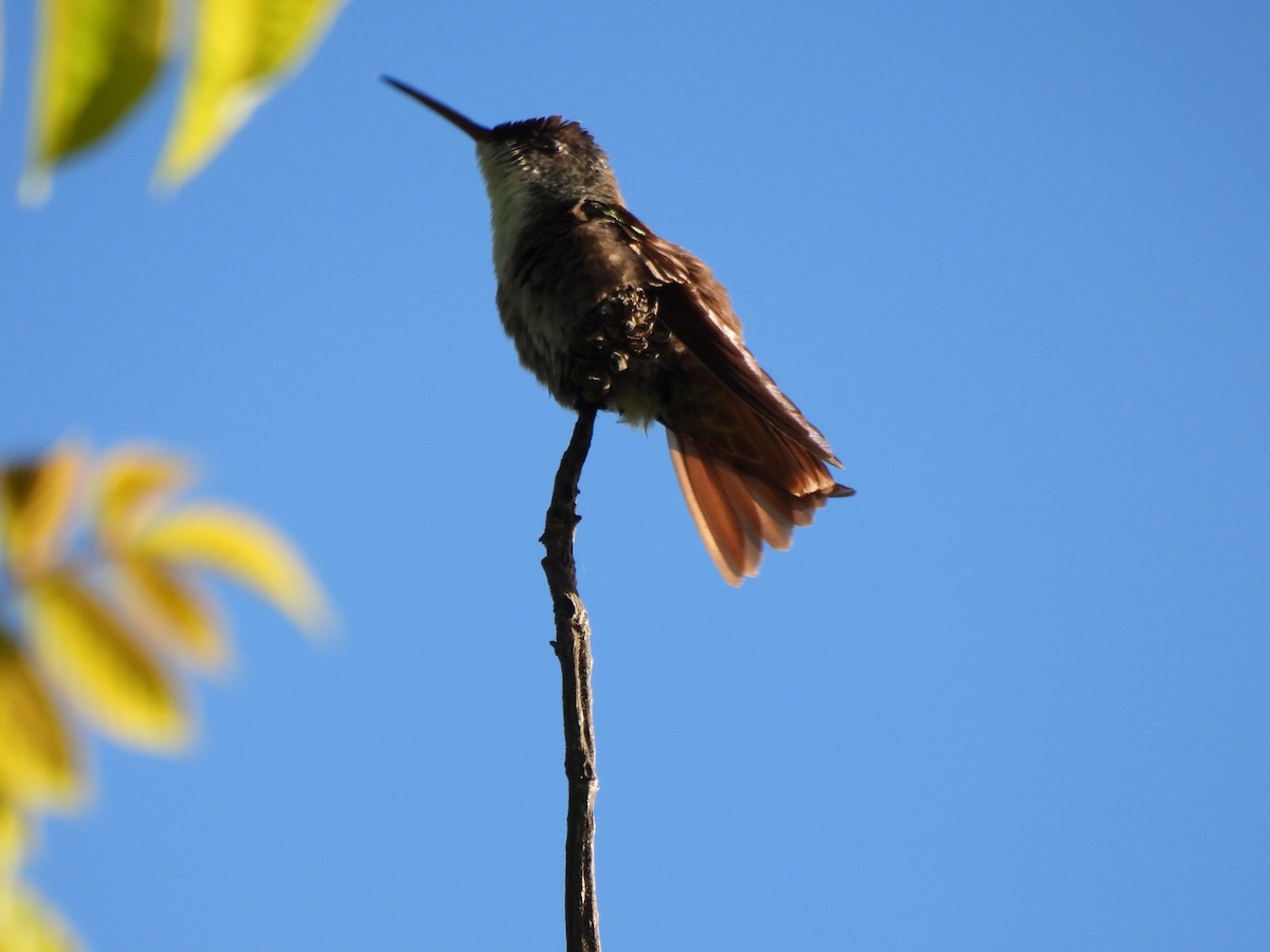 Azure-crowned Hummingbird - ML623346670