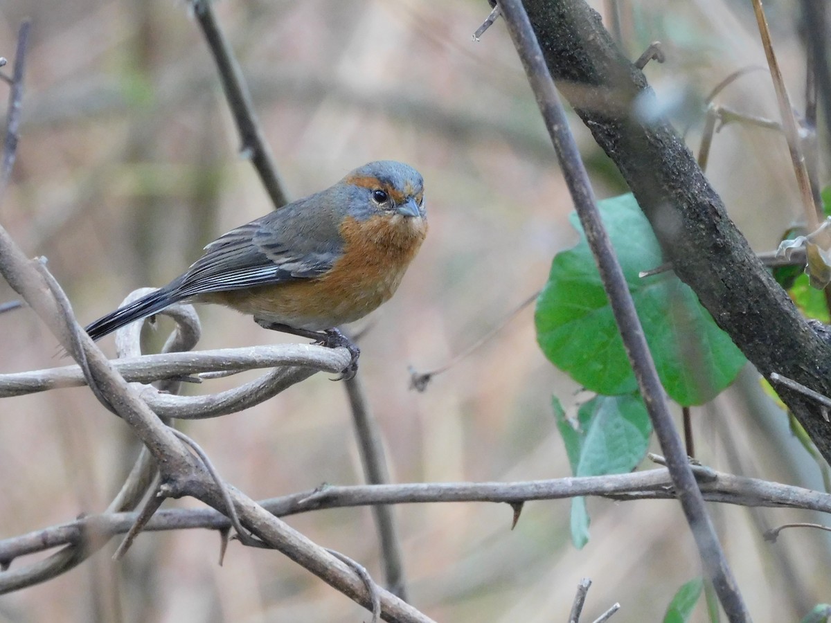 Rusty-browed Warbling Finch - ML623346709