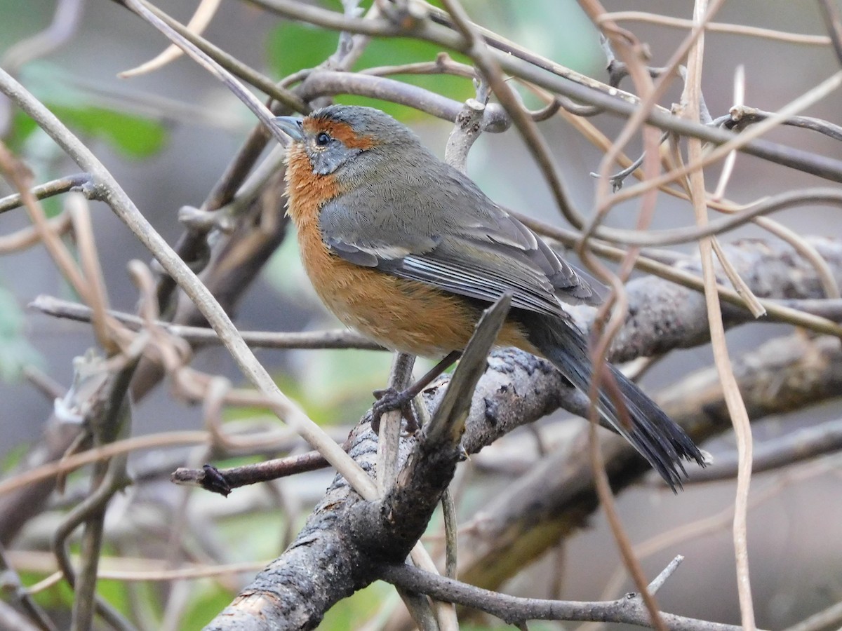 Rusty-browed Warbling Finch - ML623346710