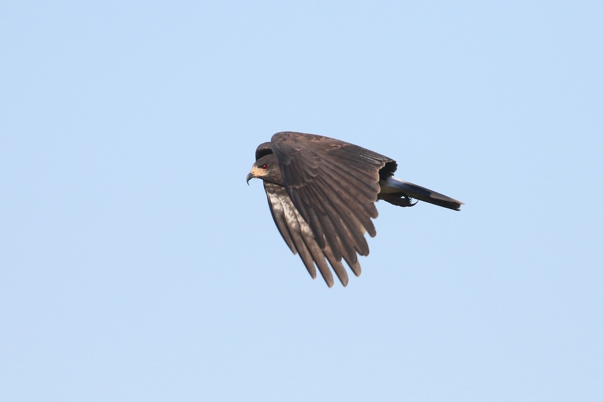 Snail Kite - ML623346734