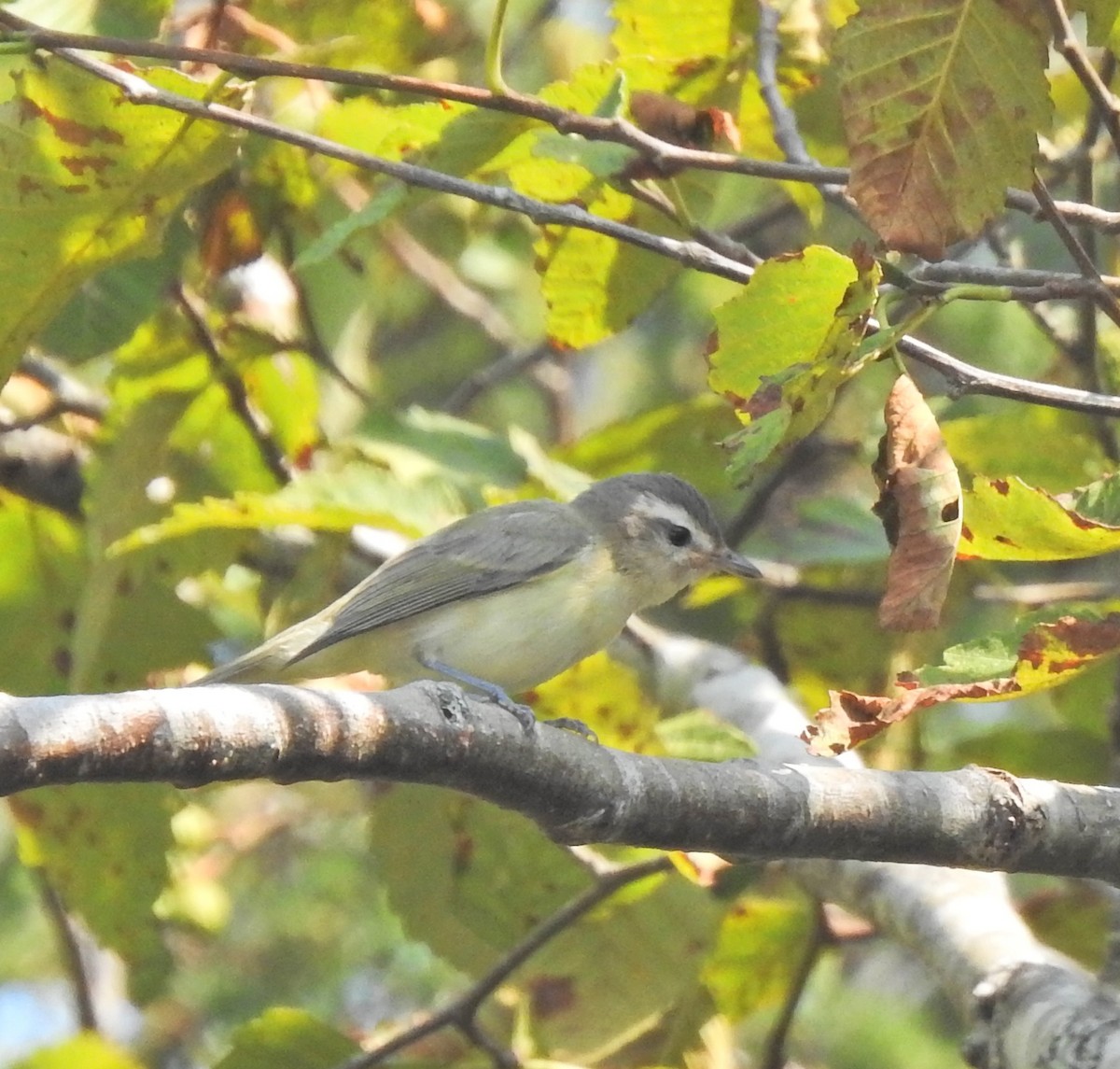 Warbling Vireo - ML623346740