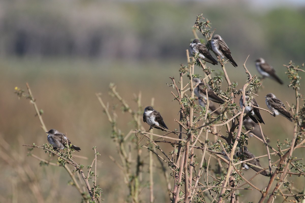 Golondrina Parda - ML623346745