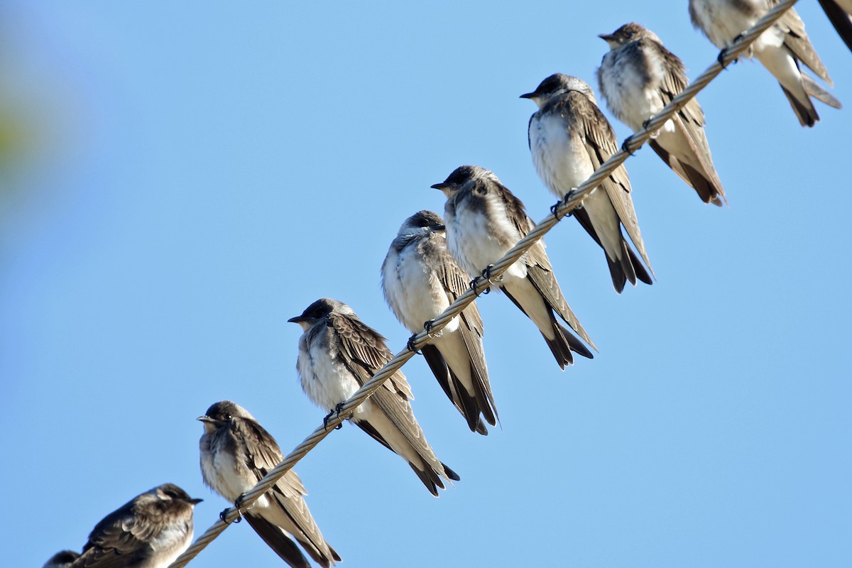 Golondrina Parda - ML623346746