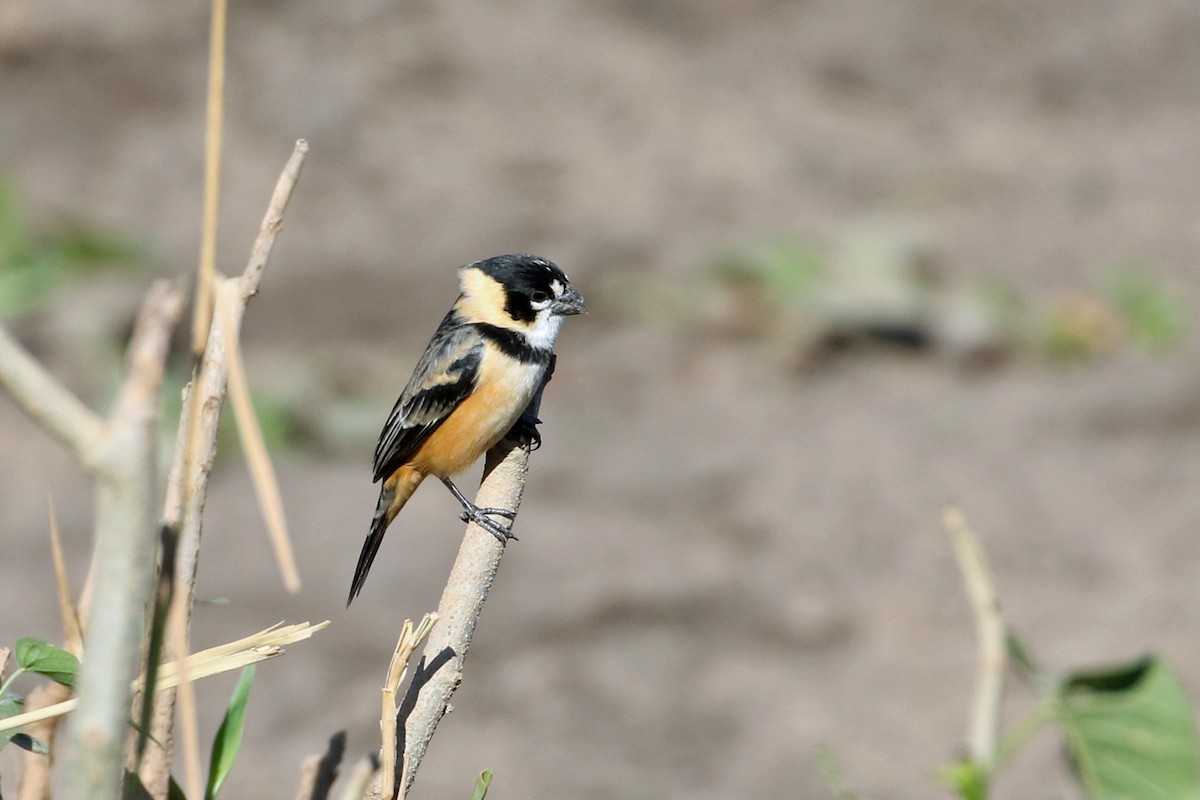 Rusty-collared Seedeater - ML623346751