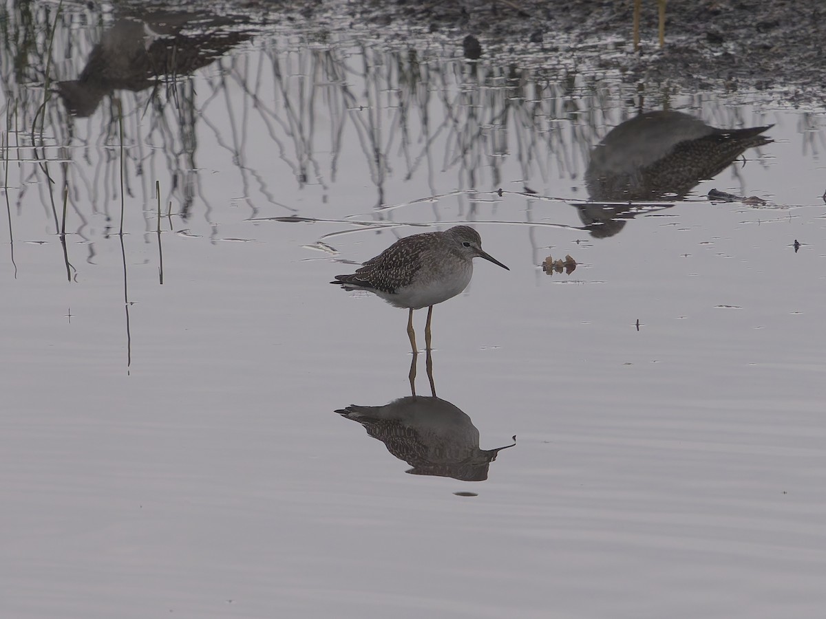 Lesser Yellowlegs - ML623346817