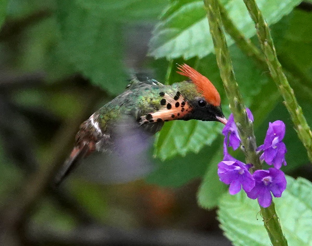 Tufted Coquette - ML623346832