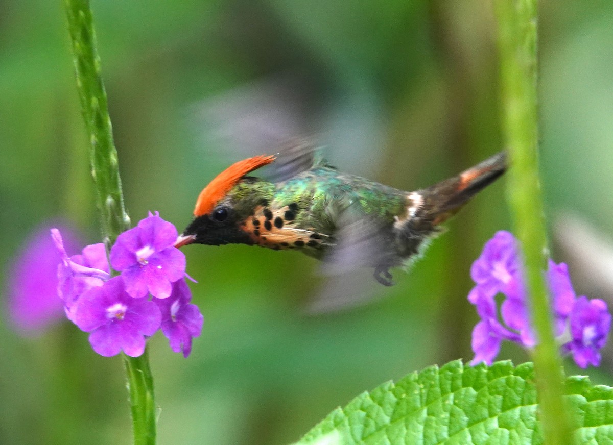 Tufted Coquette - ML623346837