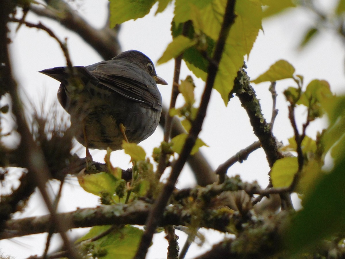 Andean Slaty Thrush - ML623346842