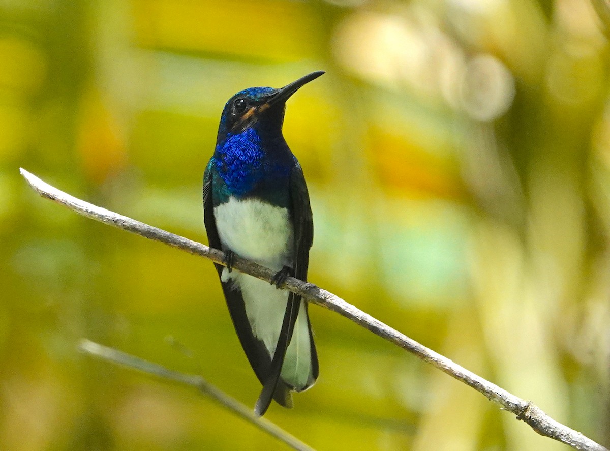 White-necked Jacobin - ML623346845