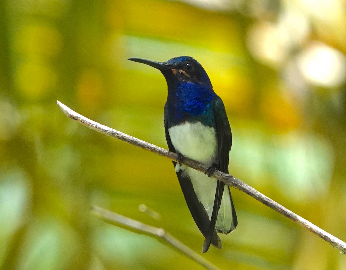 White-necked Jacobin - ML623346851