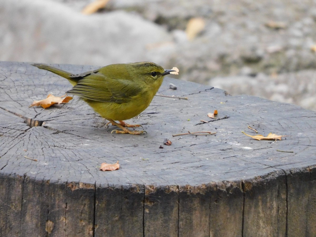 Two-banded Warbler - ML623346861