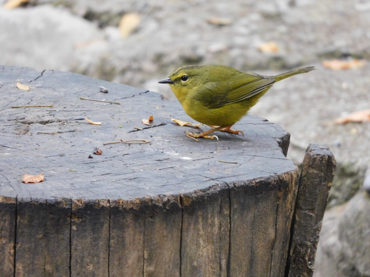 Two-banded Warbler - ML623346862