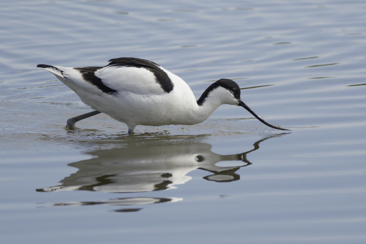 Avocette élégante - ML623346946