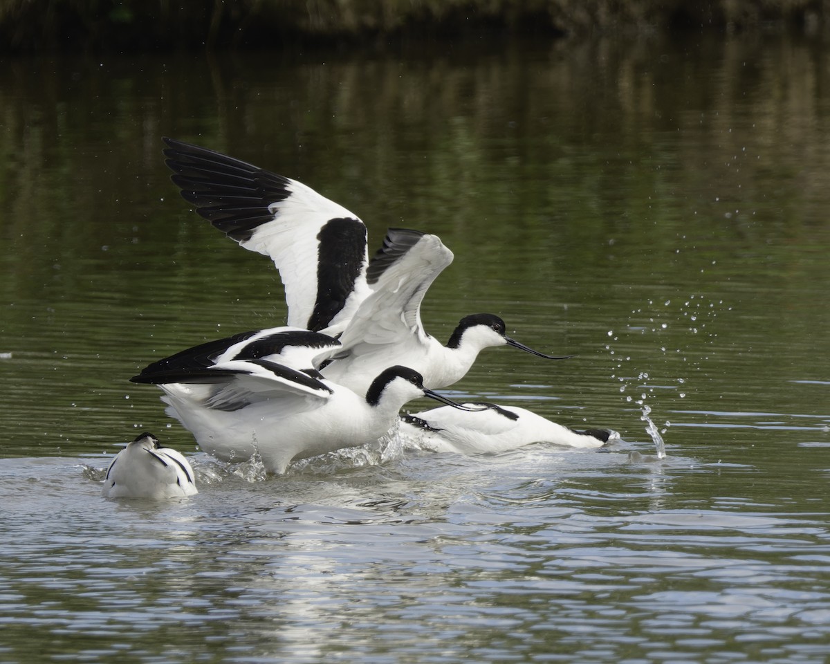 Avocette élégante - ML623346947