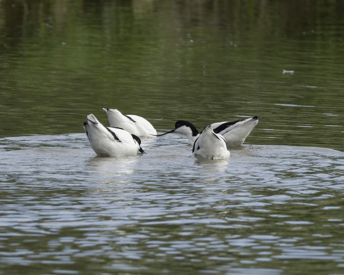 Pied Avocet - ML623346949