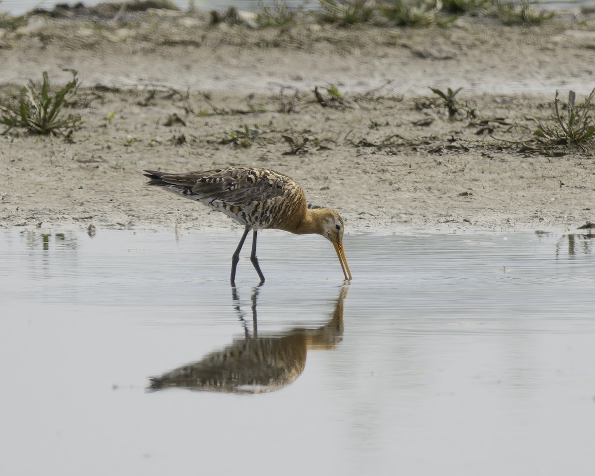 Black-tailed Godwit - ML623346953