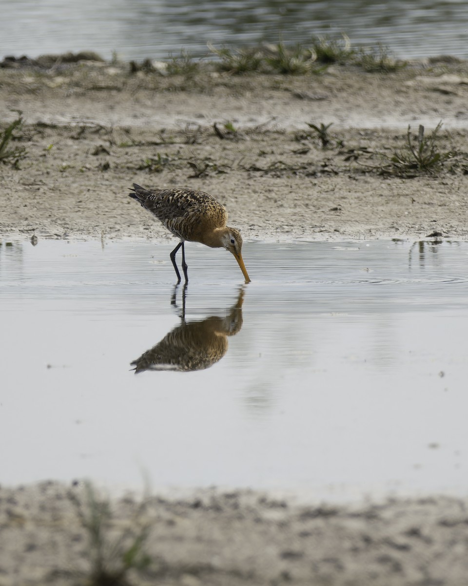 Black-tailed Godwit - ML623346954