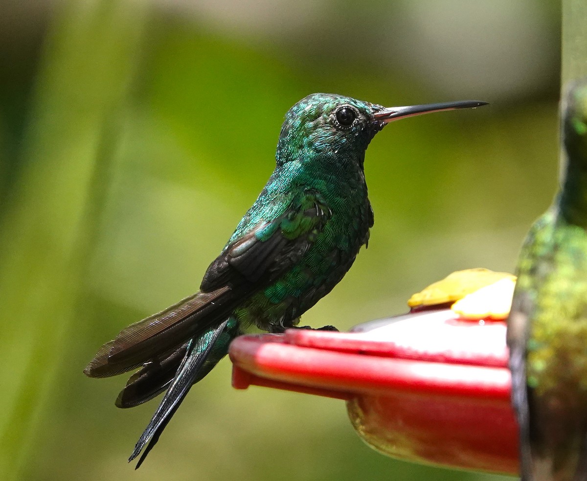 Blue-chinned Sapphire - ML623346958