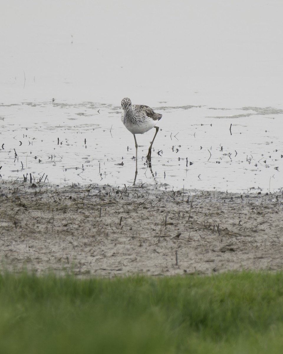 Common Greenshank - ML623346966