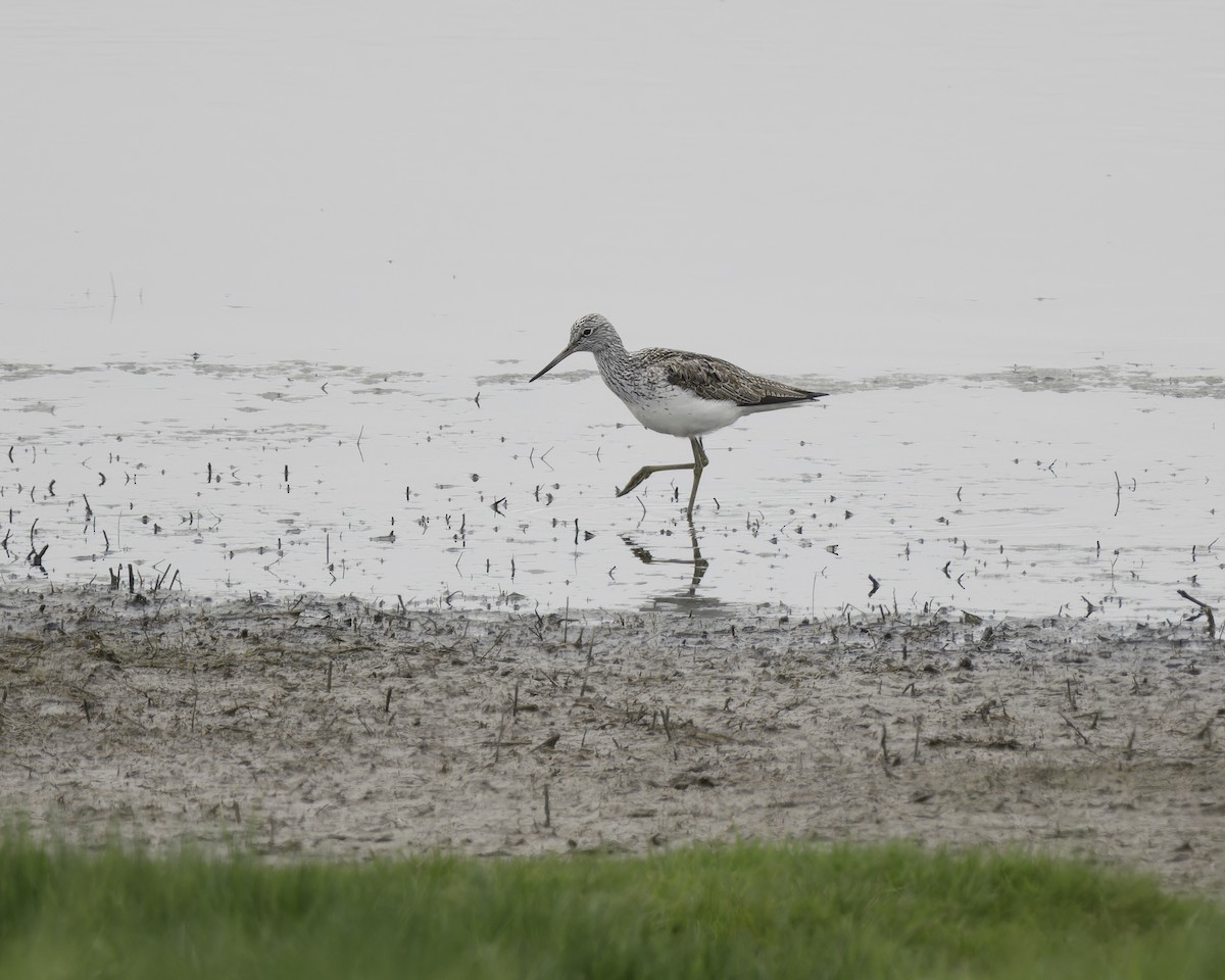 Common Greenshank - ML623346967