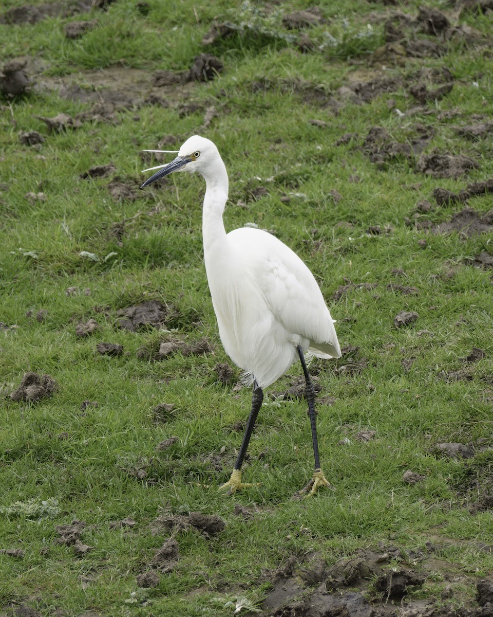 Little Egret - ML623346972