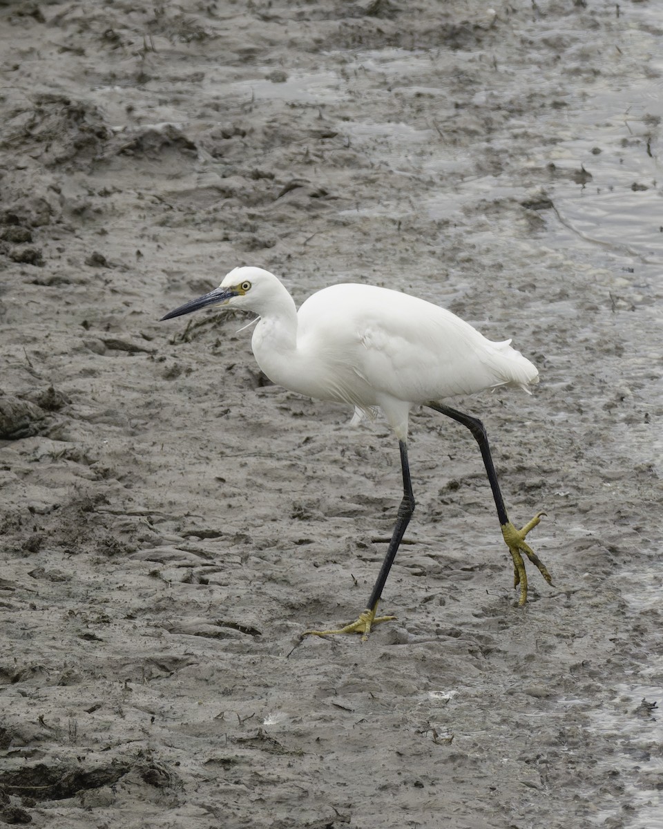 Little Egret - ML623346973