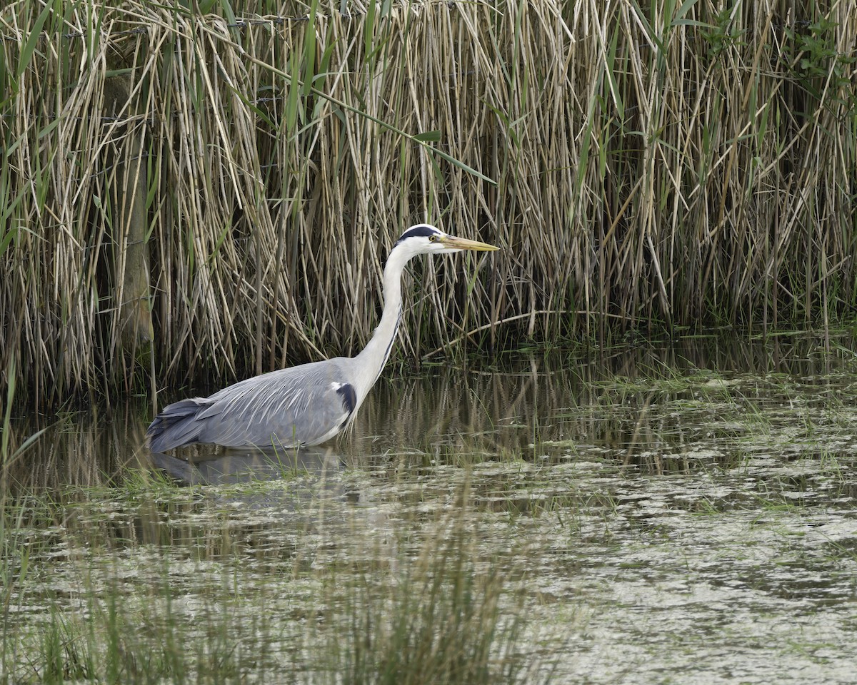 Gray Heron - ML623346975