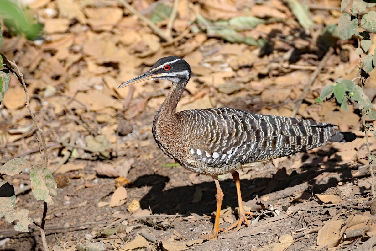 Sunbittern - ML623346977