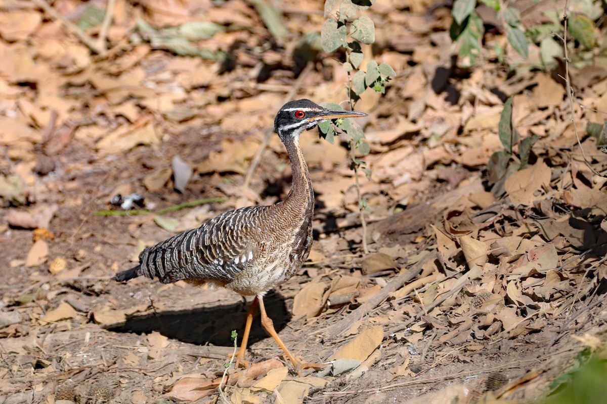 Sunbittern - ML623346978