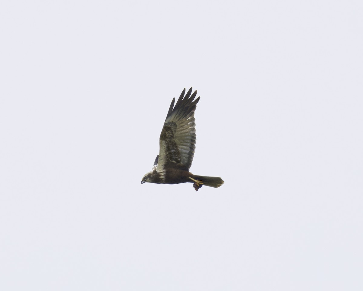 Western Marsh Harrier - ML623346982