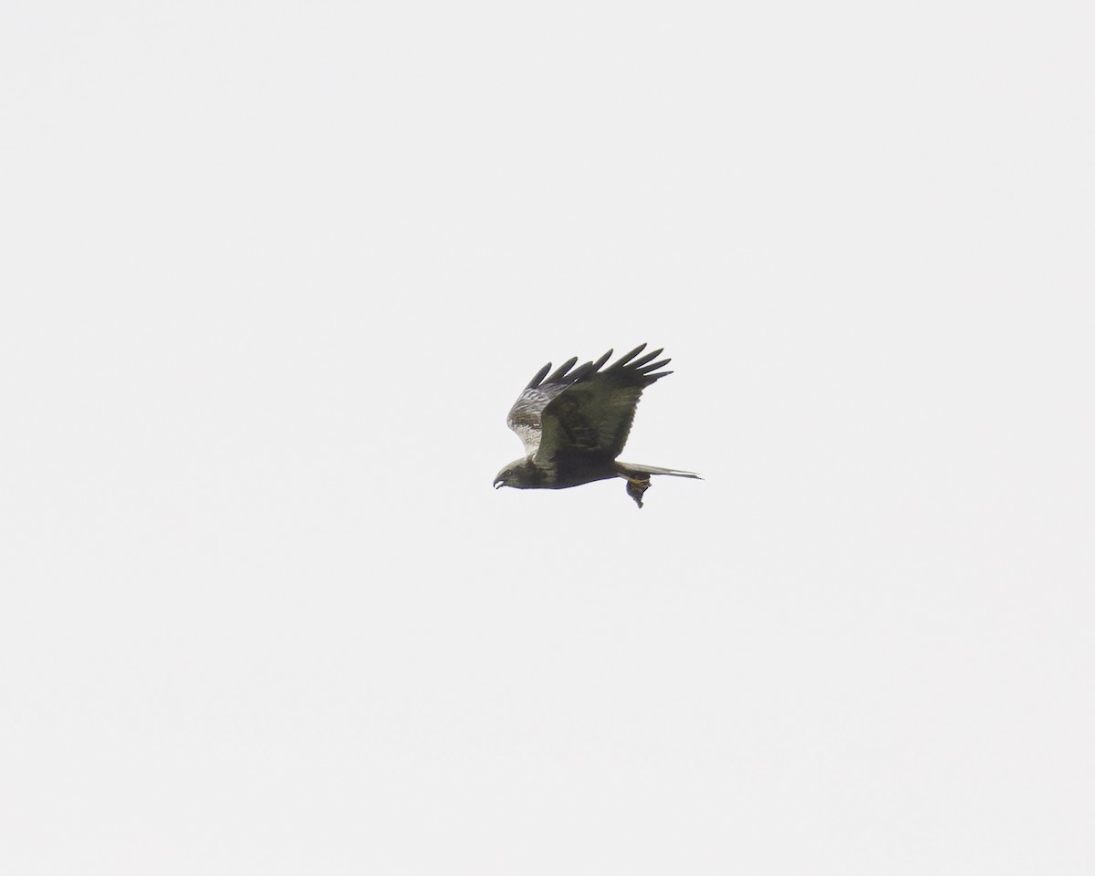 Western Marsh Harrier - ML623346983