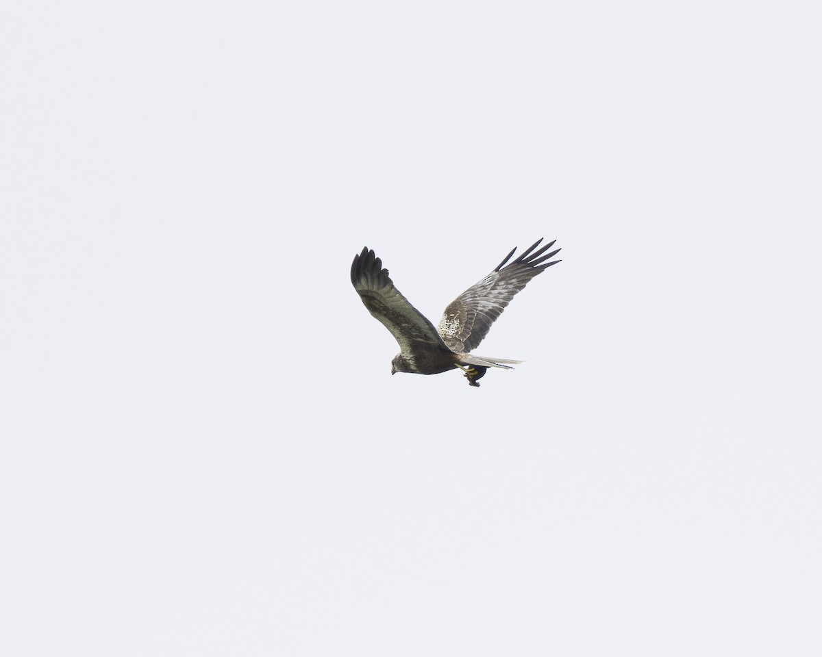 Western Marsh Harrier - ML623346984