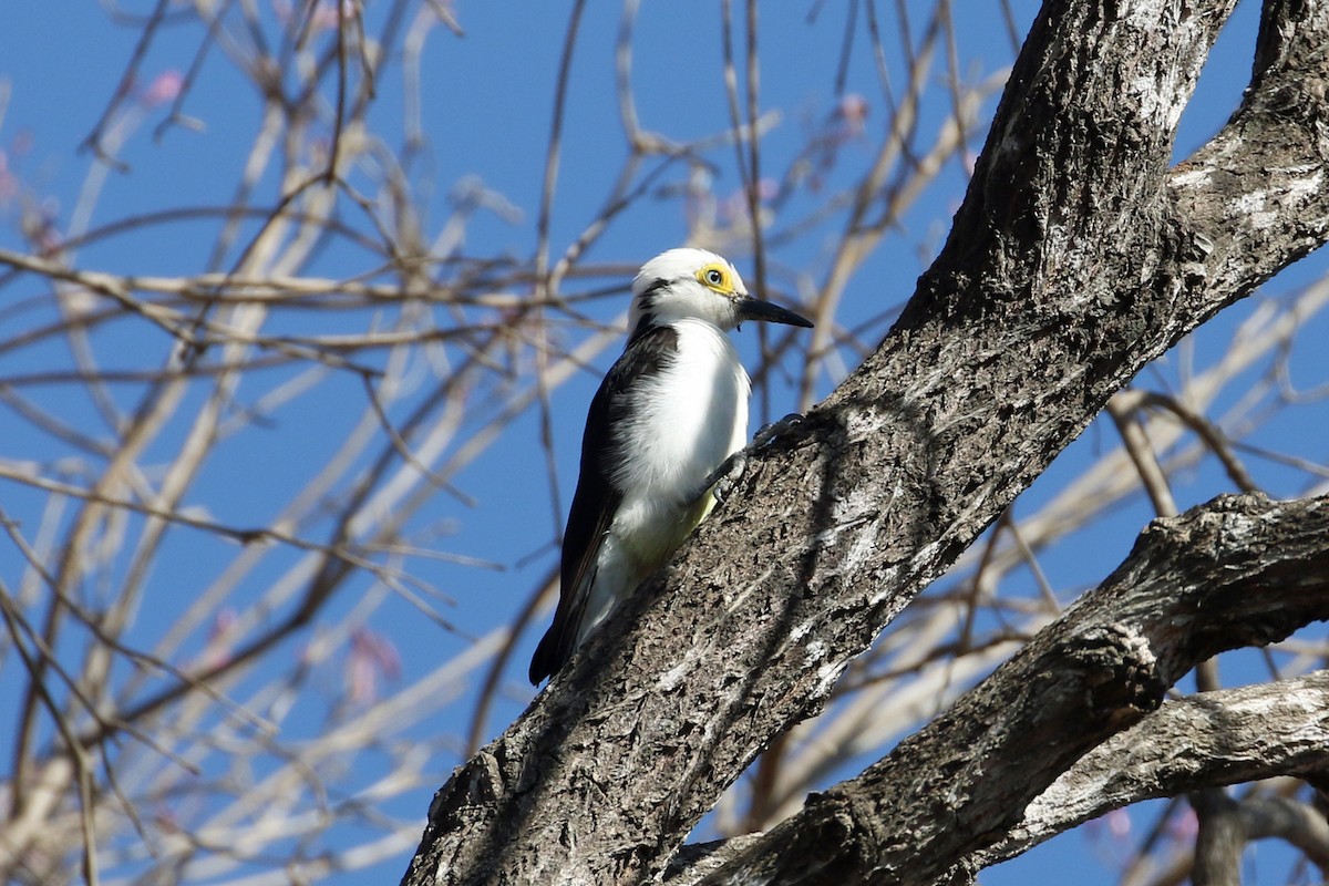 White Woodpecker - ML623346985