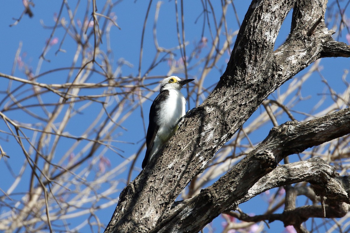 White Woodpecker - ML623346986