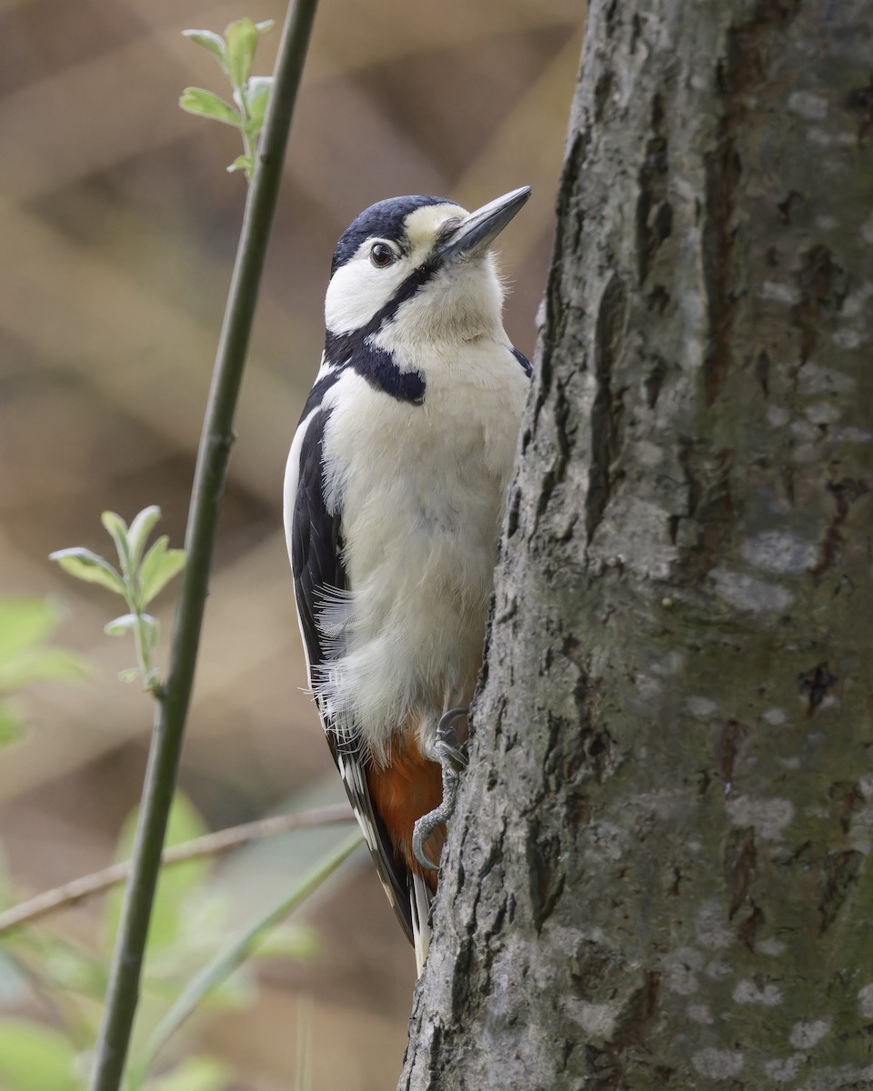 Great Spotted Woodpecker - ML623346988