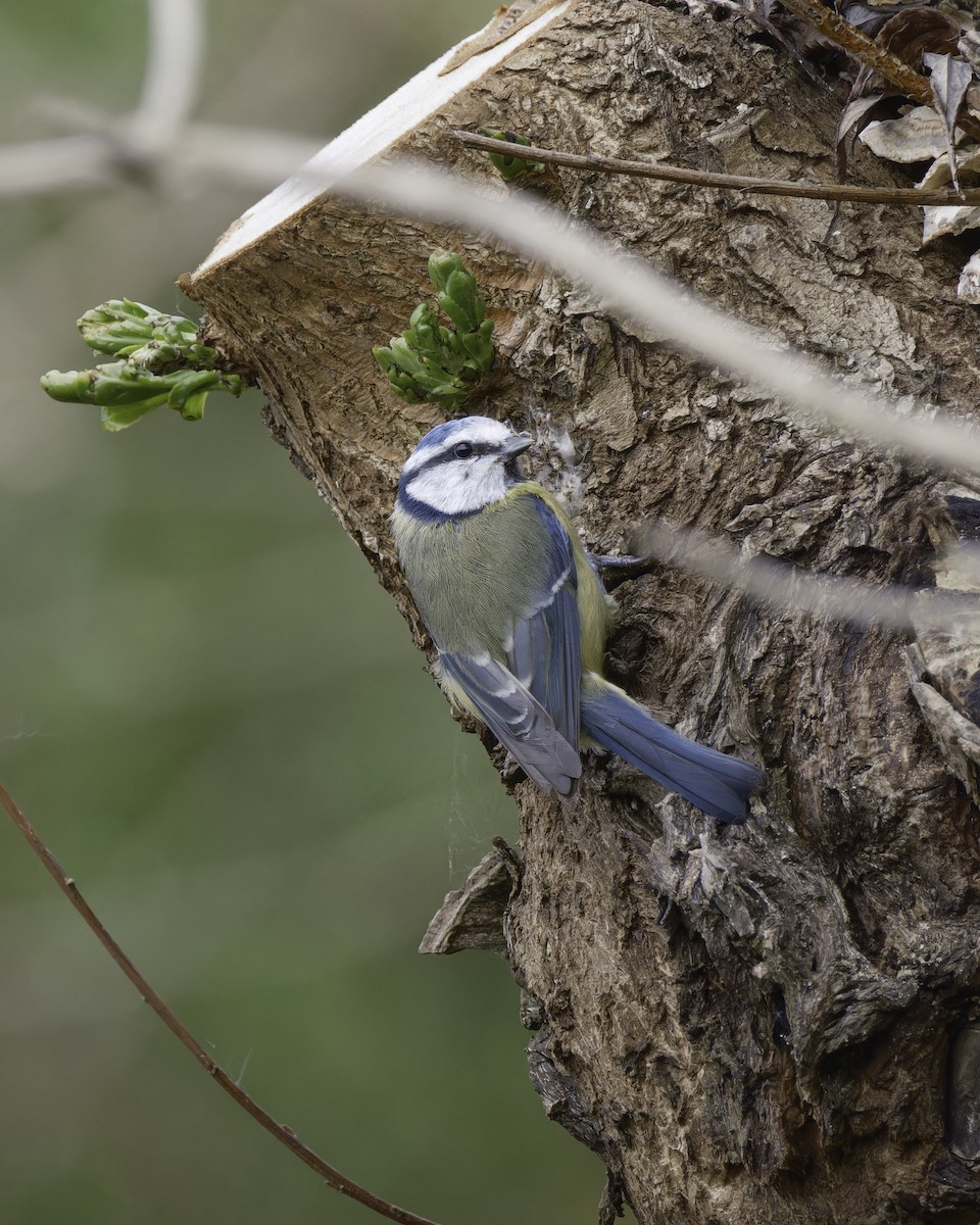 Mésange bleue - ML623347000