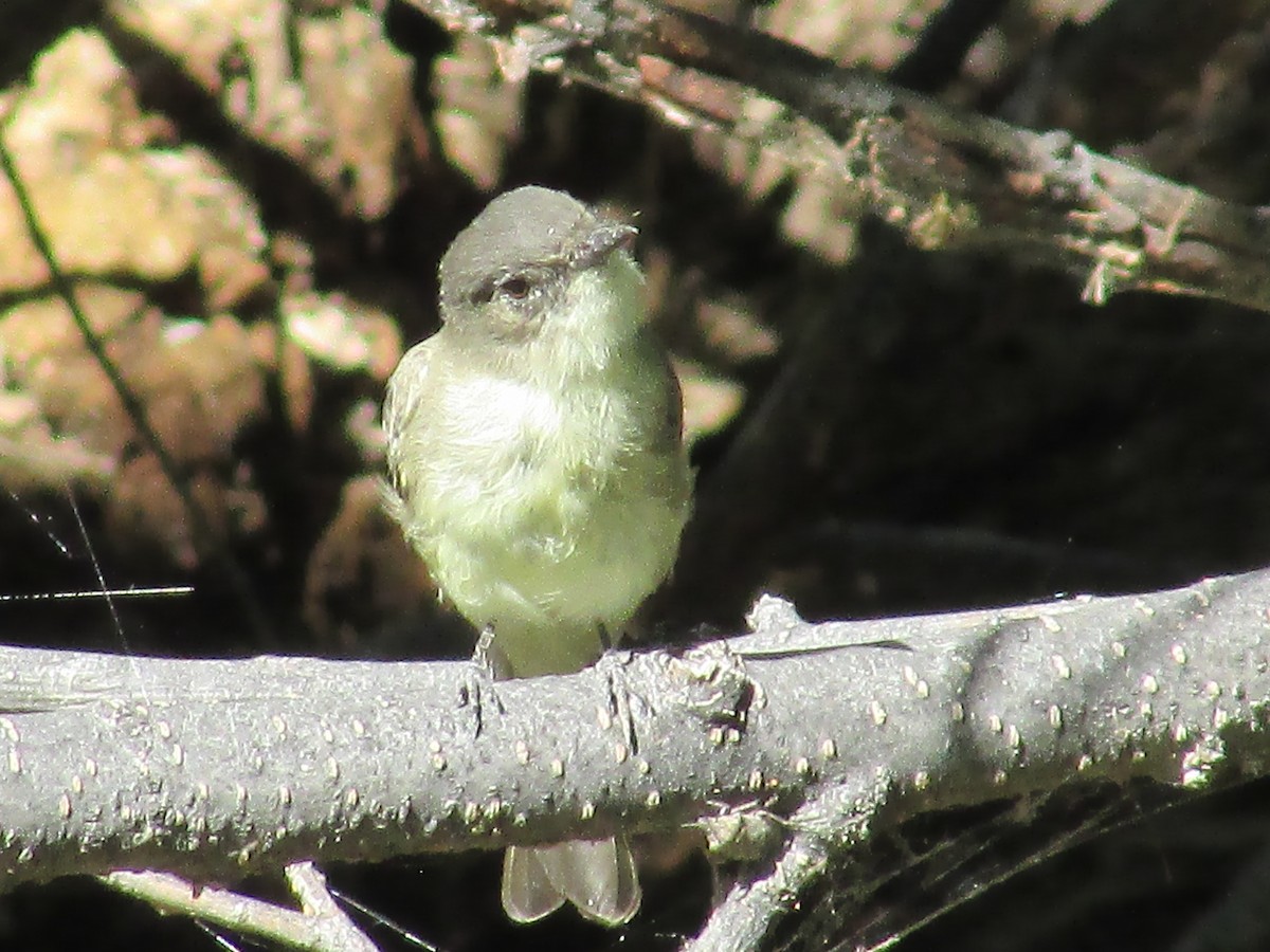 new world flycatcher sp. - Felice  Lyons