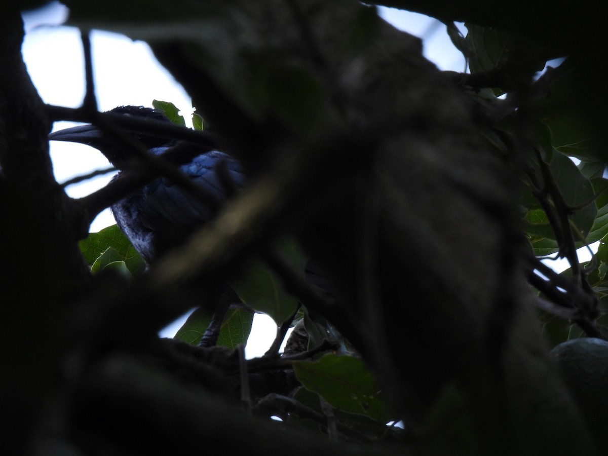 Bushy-crested Jay - ML623347005