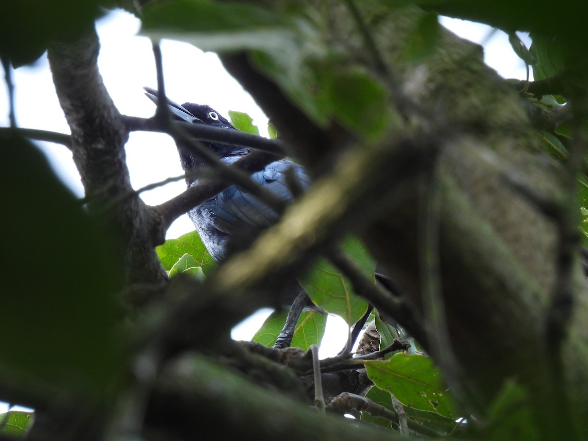 Bushy-crested Jay - ML623347006