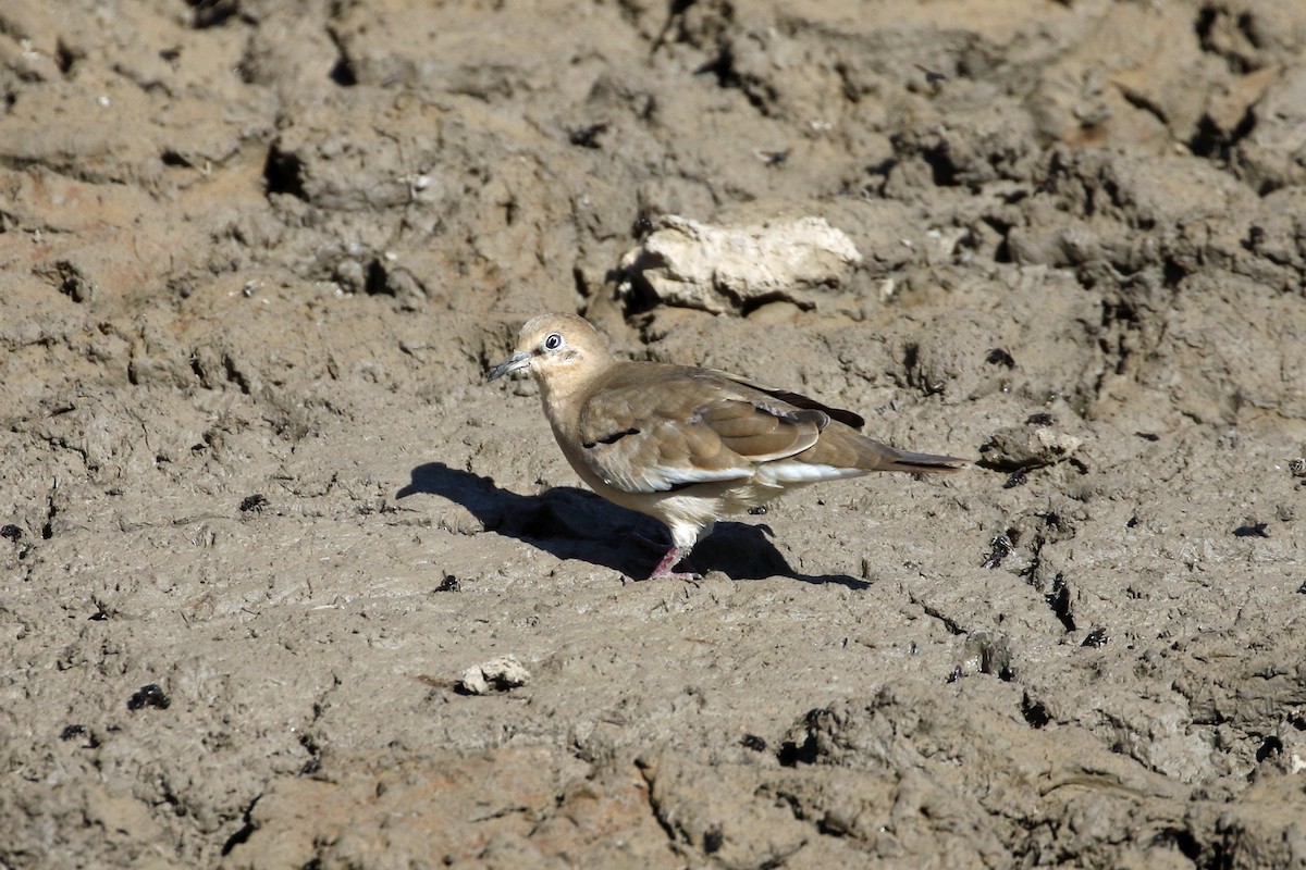 Picui Ground Dove - ML623347009