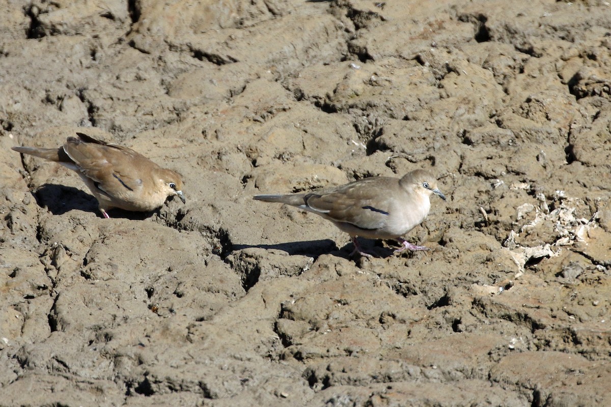 Picui Ground Dove - ML623347010